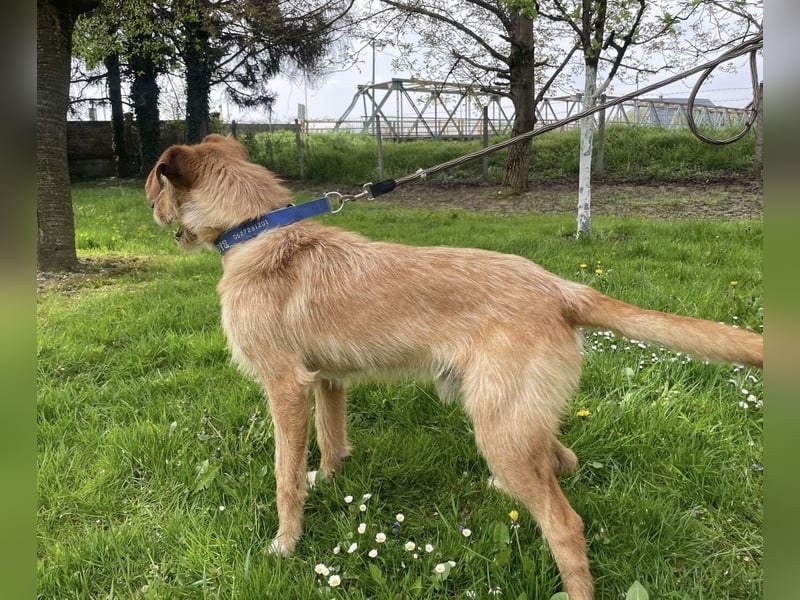 Danny ein freundlicher Hundebub