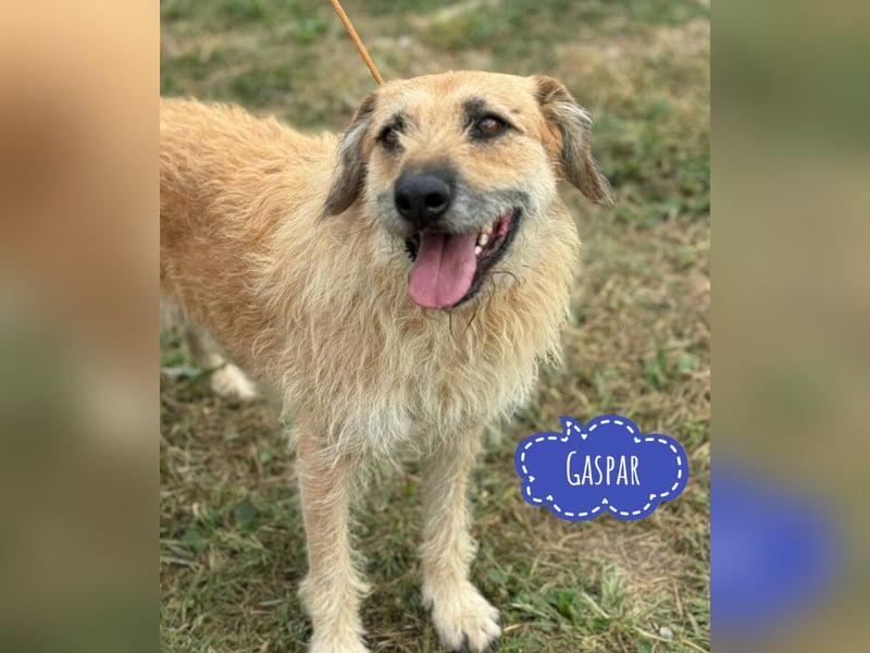 Gaspar wartet seit seiner Geburt in Tierheim