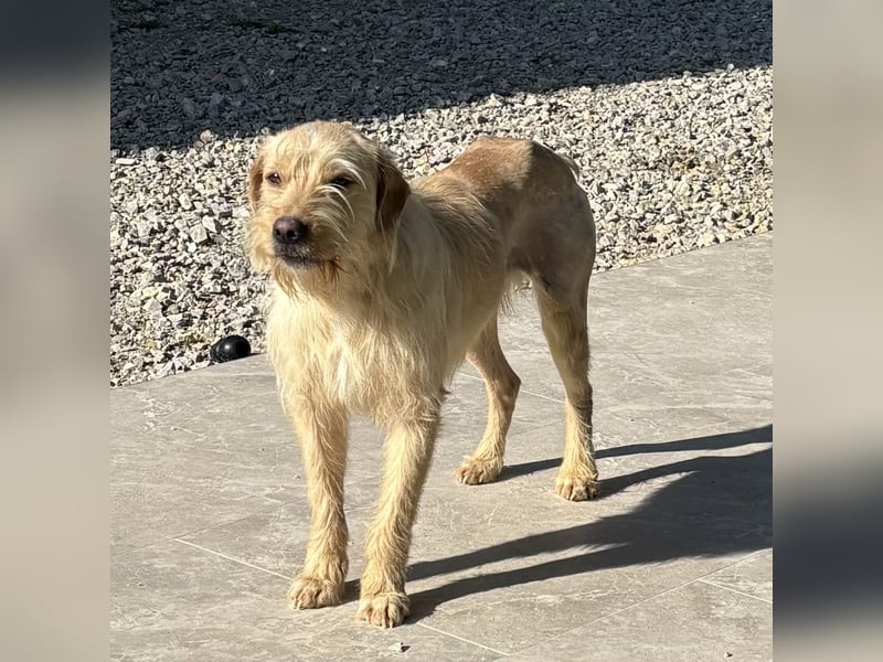 Moxx ein sensibler Engel auf 4 Pfoten