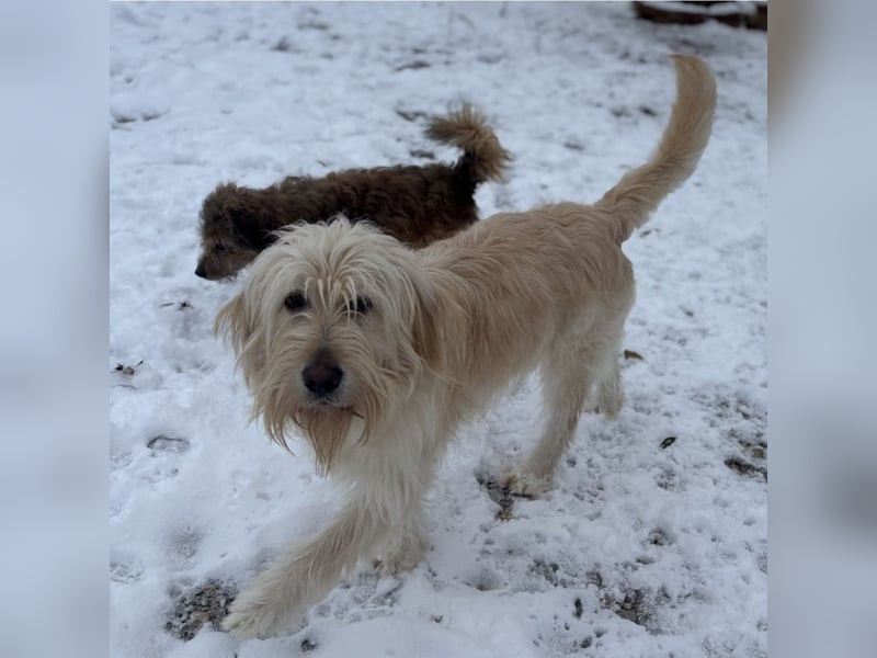 Mr. Belić - ein gutmütiger Traumwesen