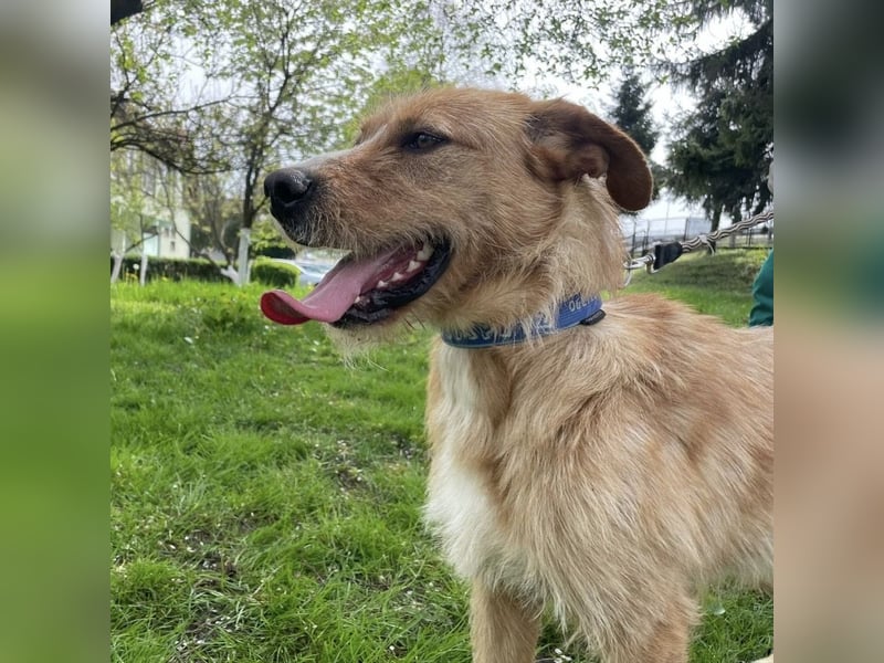 Danny ein freundlicher Hundebub