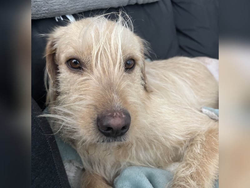 Moxx ein sensibler Engel auf 4 Pfoten