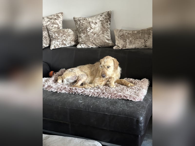 Moxx ein sensibler Engel auf 4 Pfoten