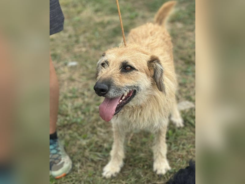 Gaspar wartet seit seiner Geburt in Tierheim