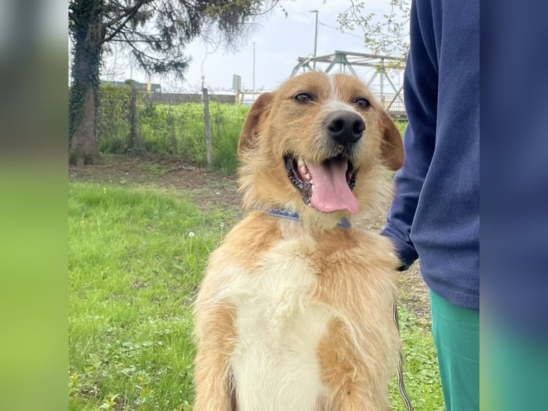 Danny ein freundlicher Hundebub