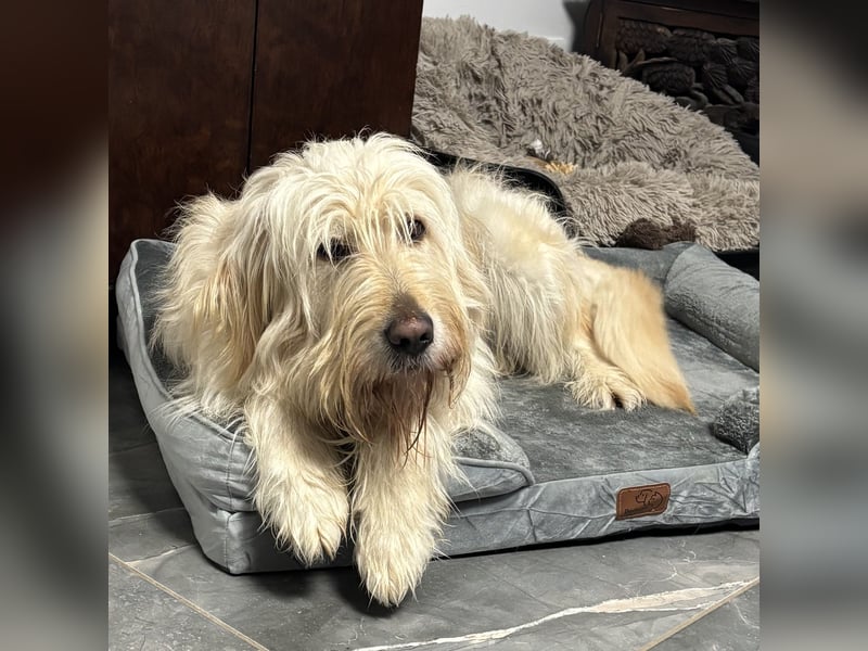 Mr. Belić - ein gutmütiger Traum