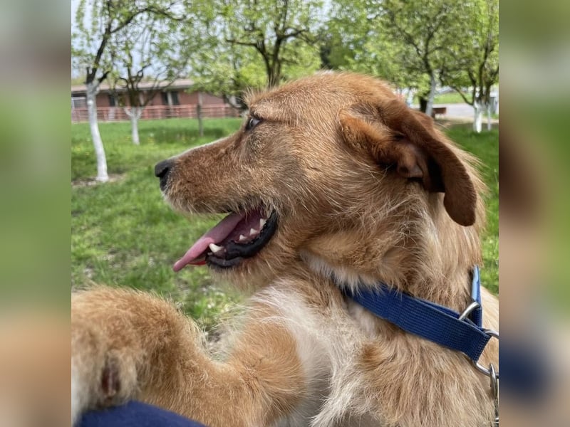 Danny ein freundlicher Hundebub