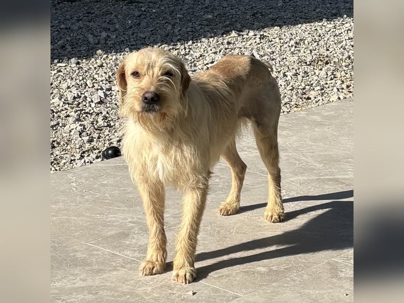 Moxx ein sensibler Engel auf 4 Pfoten