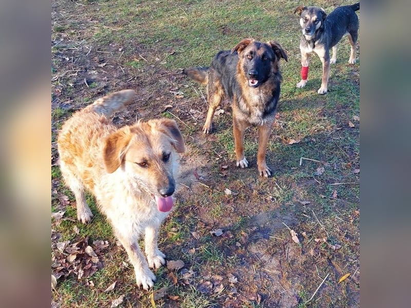 Gaspar wartet seit seiner Geburt in Tierheim
