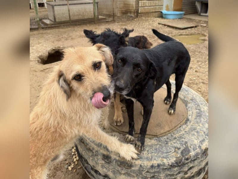 Gaspar wartet seit seiner Geburt in Tierheim