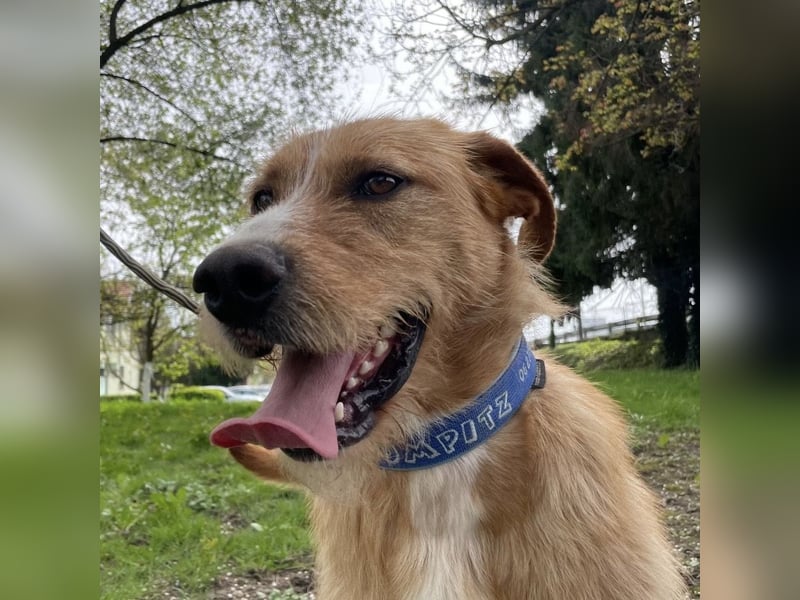 Danny ein freundlicher Hundebub