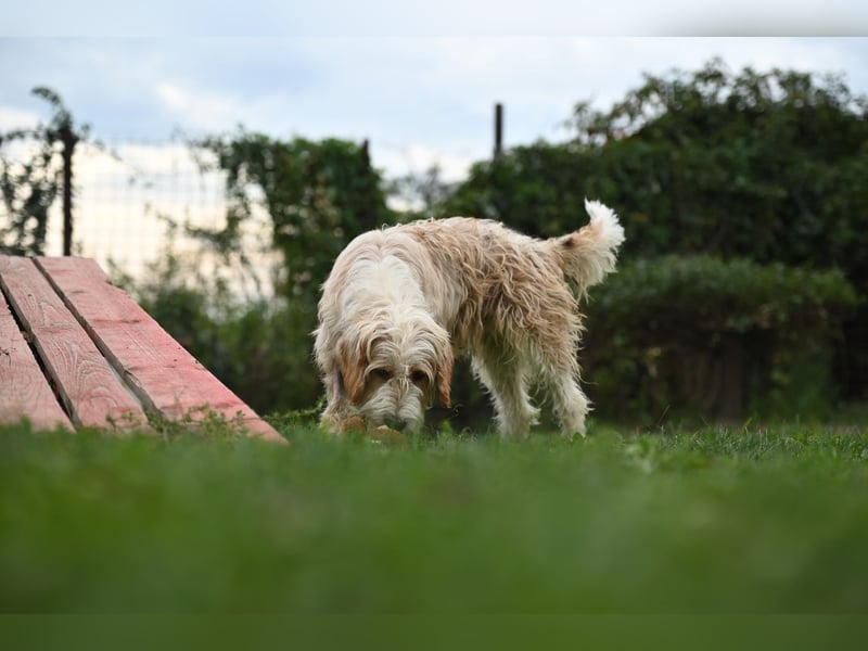 Otto - Barak -Bosnischer Laufhund