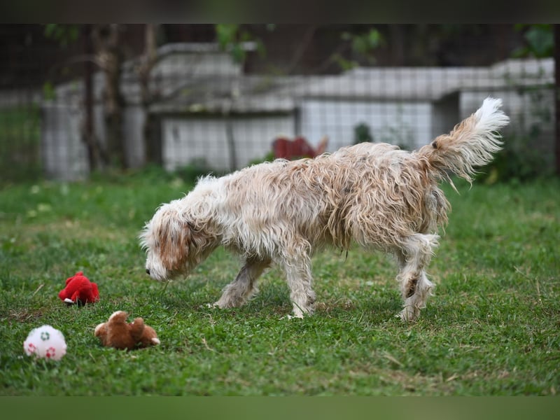 Otto - Barak -Bosnischer Laufhund