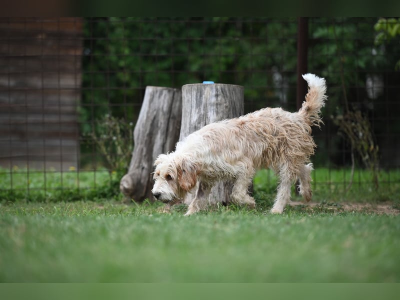 Otto - Barak -Bosnischer Laufhund