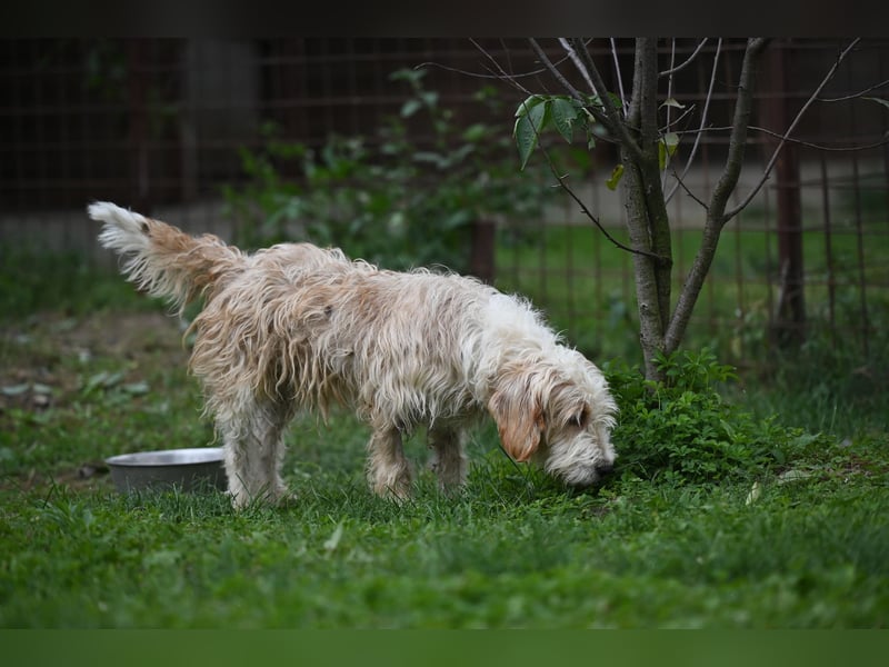 Otto - Barak -Bosnischer Laufhund