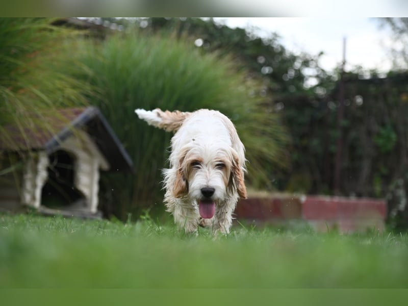 Otto - Barak -Bosnischer Laufhund