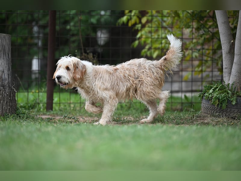 Otto - Barak -Bosnischer Laufhund