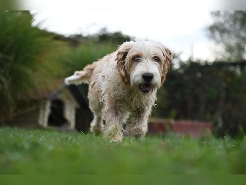 Otto - Barak -Bosnischer Laufhund