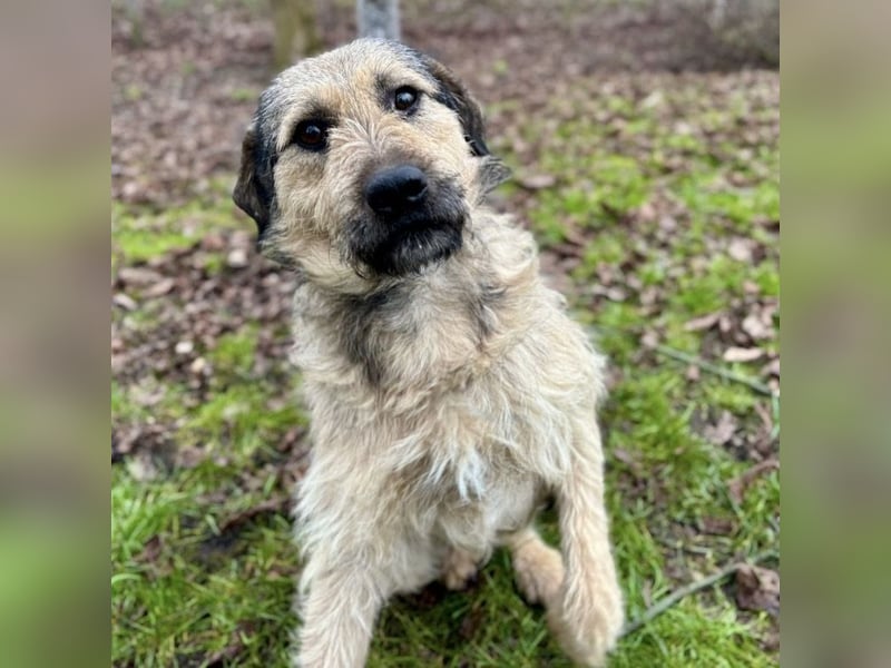 Ollie ein ganz ganz lieber Kerl