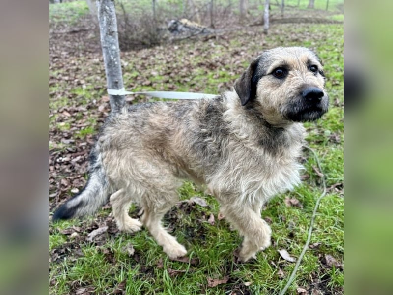 Ollie ein ganz ganz lieber Kerl