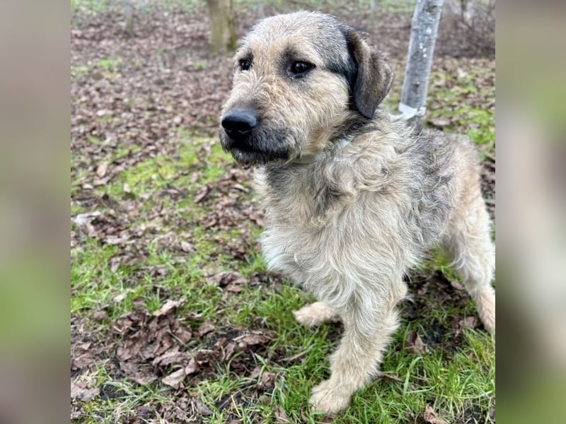 Ollie ein ganz ganz lieber Kerl