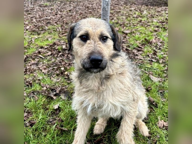 Ollie ein ganz ganz lieber Kerl