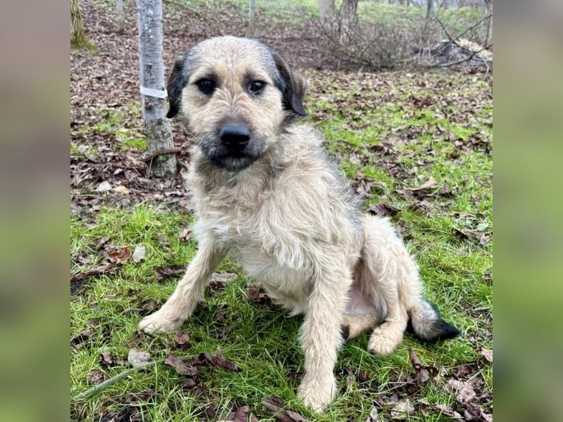 Ollie ein ganz ganz lieber Kerl