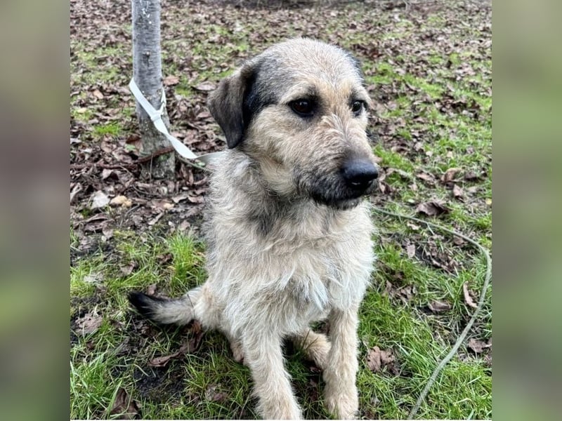 Ollie ein ganz ganz lieber Kerl