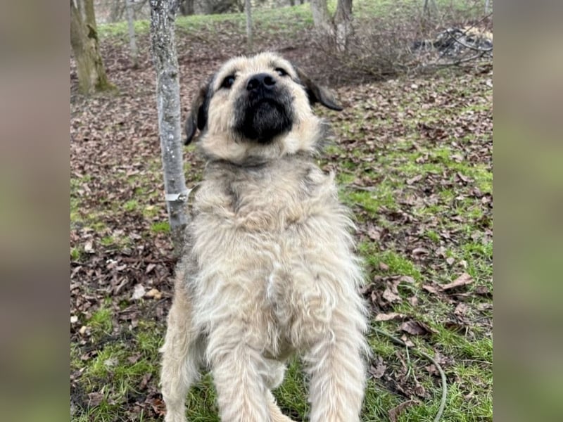 Ollie ein ganz ganz lieber Kerl