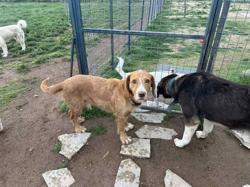 Andas – Der leise Hund mit dem großen Herzen