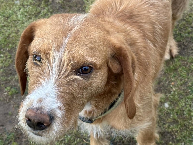 Andas – Der leise Hund mit dem großen Herzen