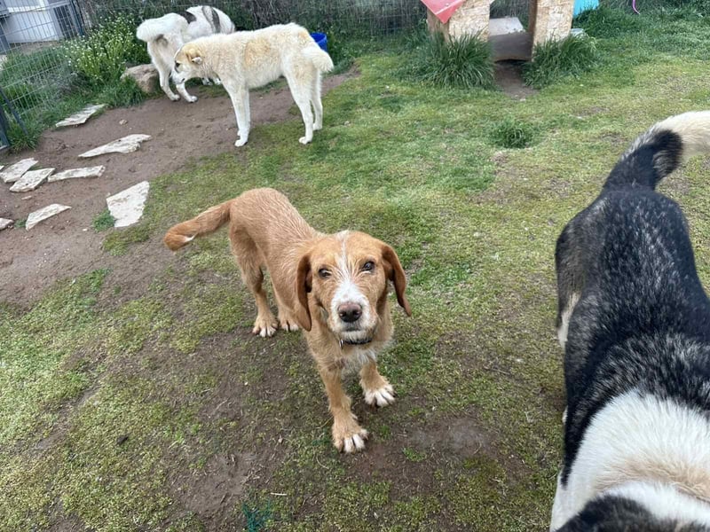 Andas – Der leise Hund mit dem großen Herzen