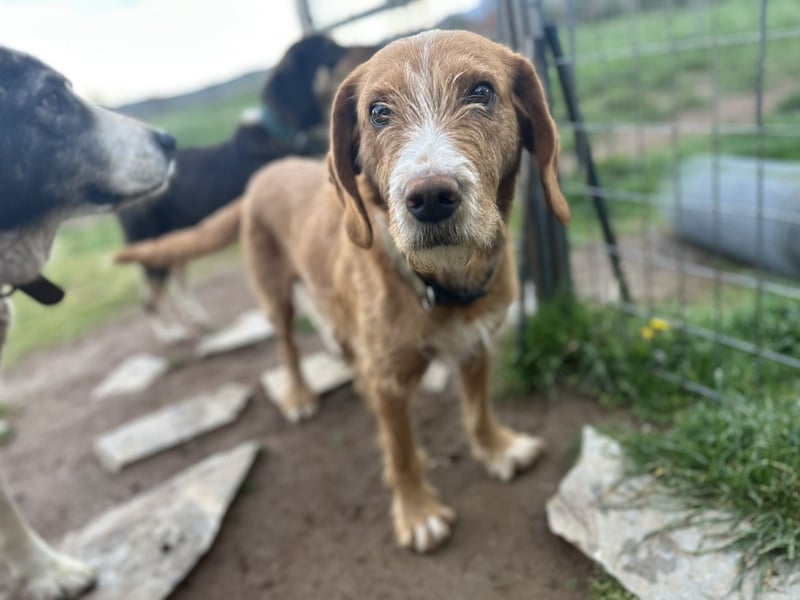 Andas – Der leise Hund mit dem großen Herzen