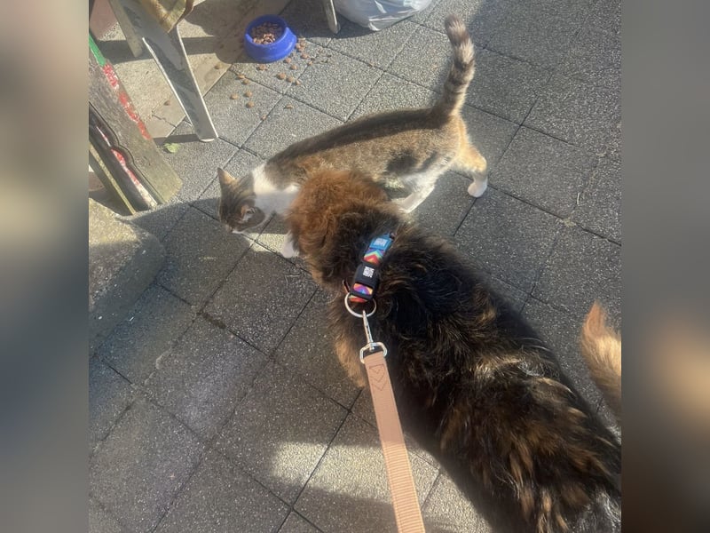 Peppo ein absoluter Schatz