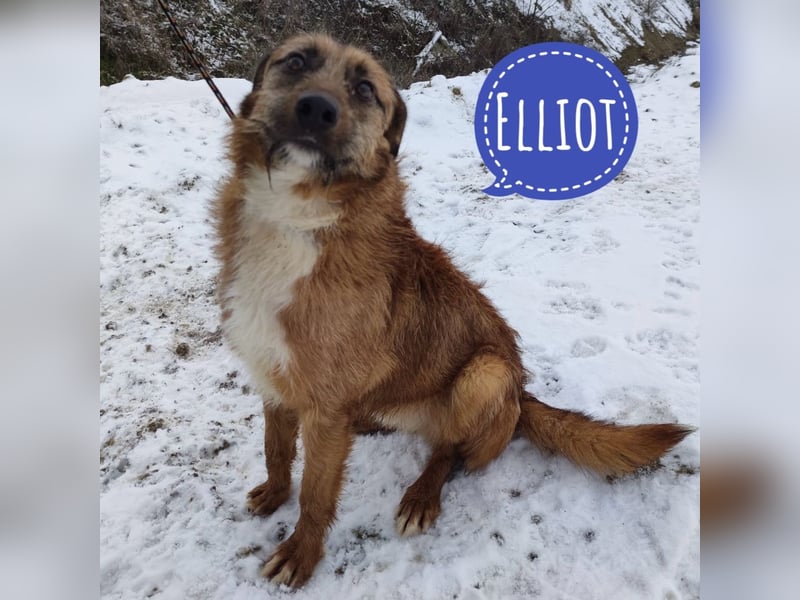 Elliot ein gutmütiger Traum