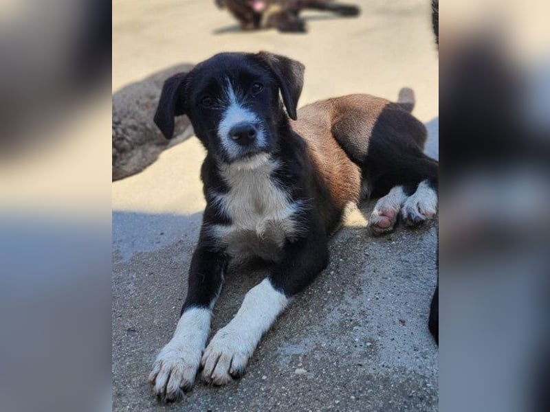 Jungrüde ♥ Xavi ♥ unser kleiner Herzöffner