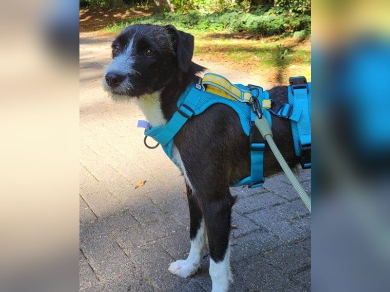 Jungrüde ♥ Xavi ♥ kleiner Herzöffner wartet in 21075 Hamburg