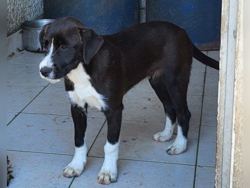 Jungrüde ♥ Xavi ♥ unser kleiner Herzöffner