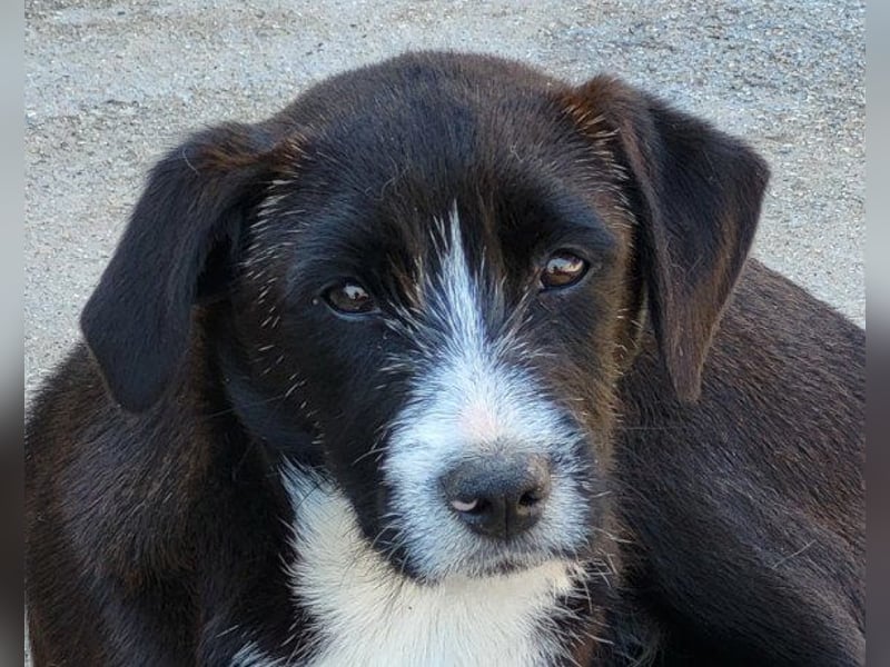 Jungrüde ♥ Xavi ♥ kleiner Herzöffner