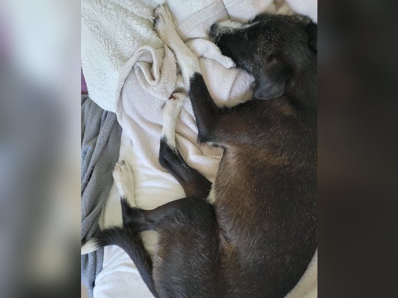 Jungrüde ♥ Xavi ♥ kleiner Herzöffner wartet in 21075 Hamburg