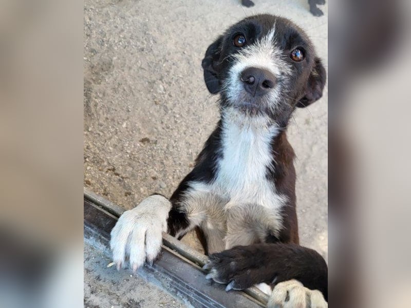 Jungrüde ♥ Xavi ♥ unser kleiner Herzöffner