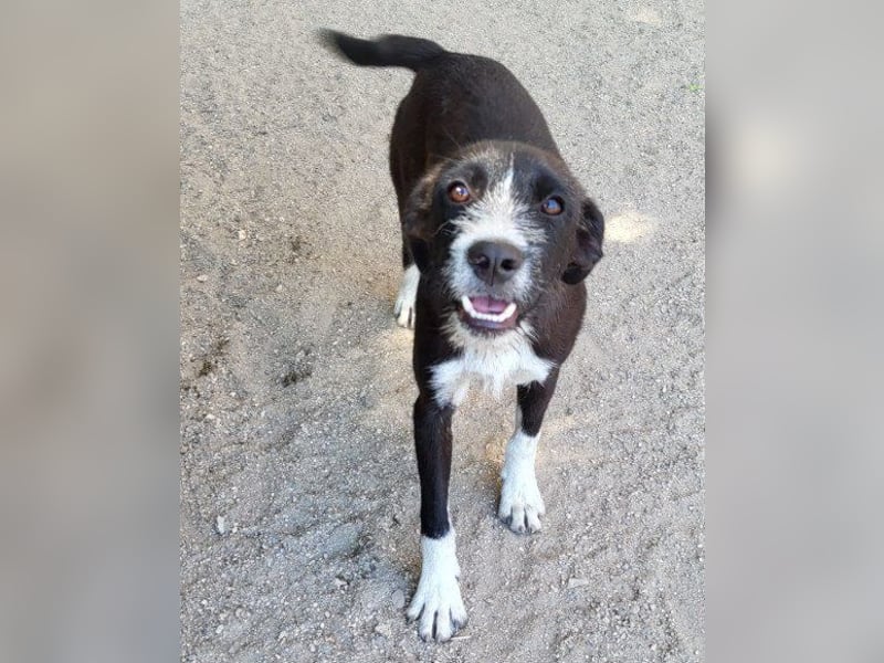 Jungrüde ♥ Xavi ♥ unser kleiner Herzöffner