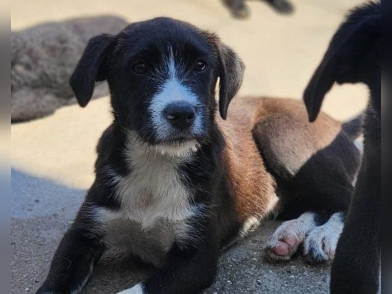 Jungrüde ♥ Xavi ♥ unser kleiner Herzöffner