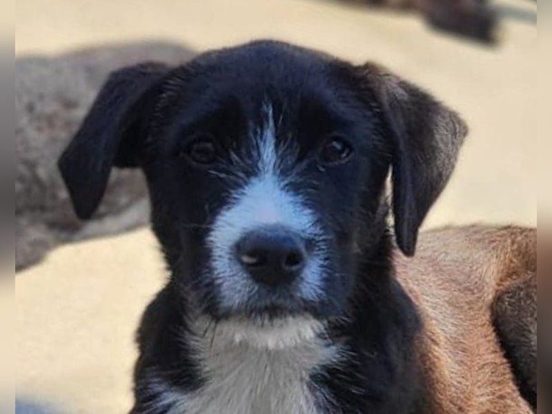 Jungrüde ♥ Xavi ♥ unser kleiner Herzöffner