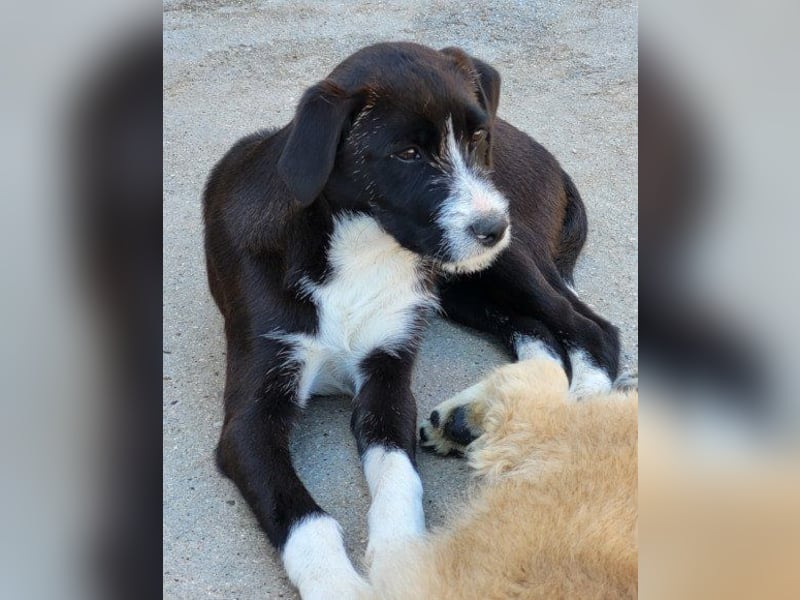 Jungrüde ♥ Xavi ♥ kleiner Herzöffner