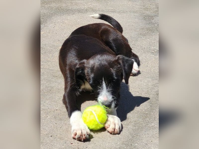 Jungrüde ♥ Xavi ♥ unser kleiner Herzöffner