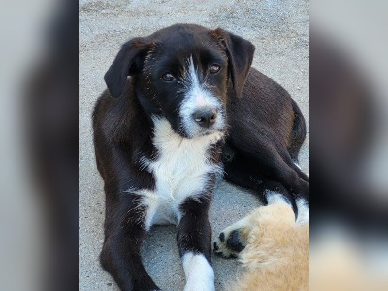 Jungrüde ♥ Xavi ♥ unser kleiner Herzöffner