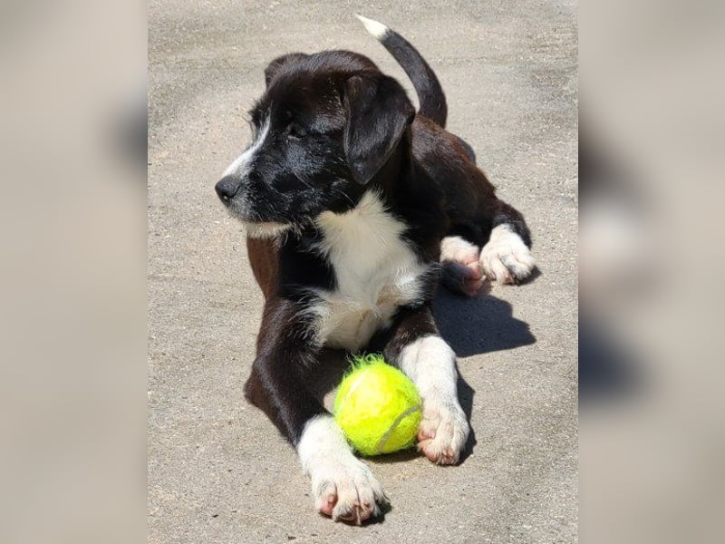 Jungrüde ♥ Xavi ♥ kleiner Herzöffner