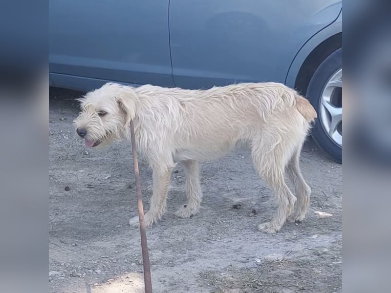 Moxy ein verlorener Schatz