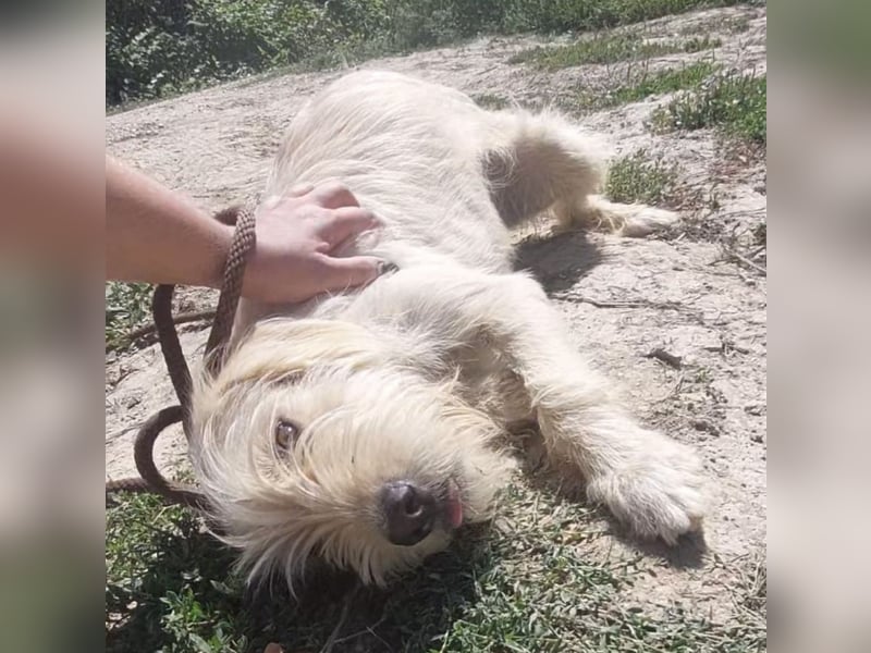 Moxy ein verlorener Schatz